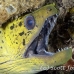 moray_fimbriated_bhr_tam_h_0440_bal6304.jpg